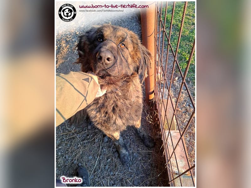 Bronko auf der suche nach seinem Glück