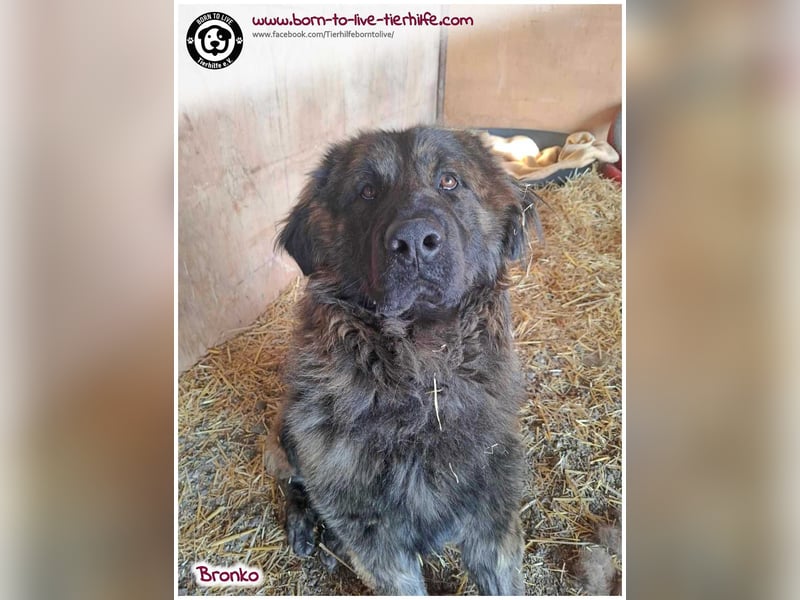 Bronko auf der suche nach seinem Glück