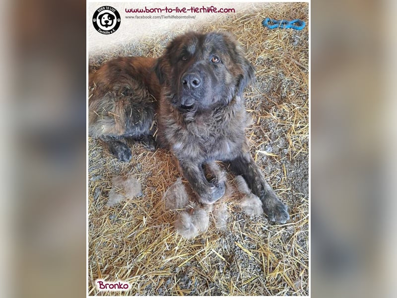 Bronko auf der suche nach seinem Glück