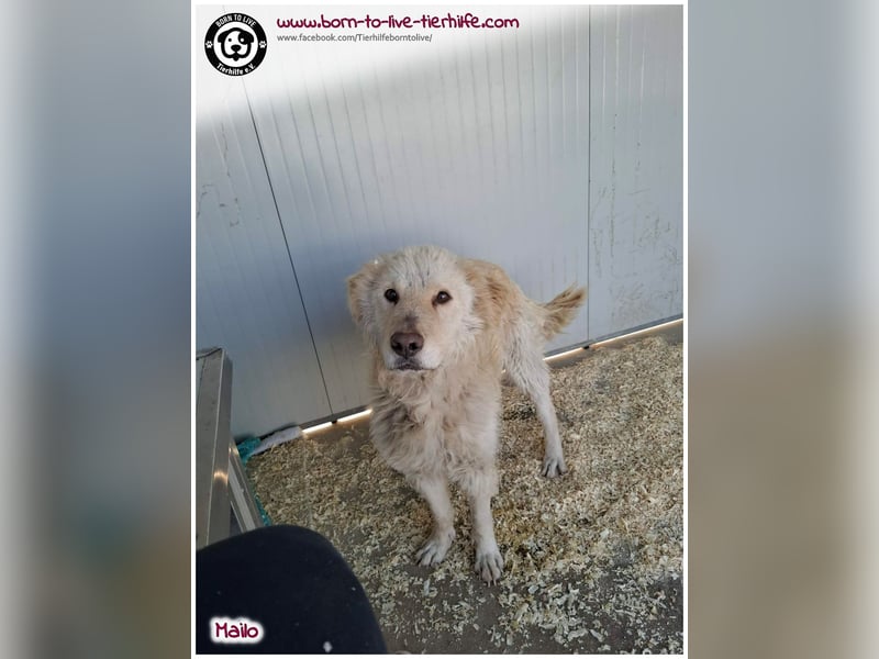 Traumhund Mailo auf der Suche nach einem liebevollen Zuhause