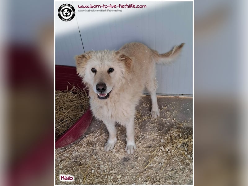Traumhund Mailo auf der Suche nach einem liebevollen Zuhause