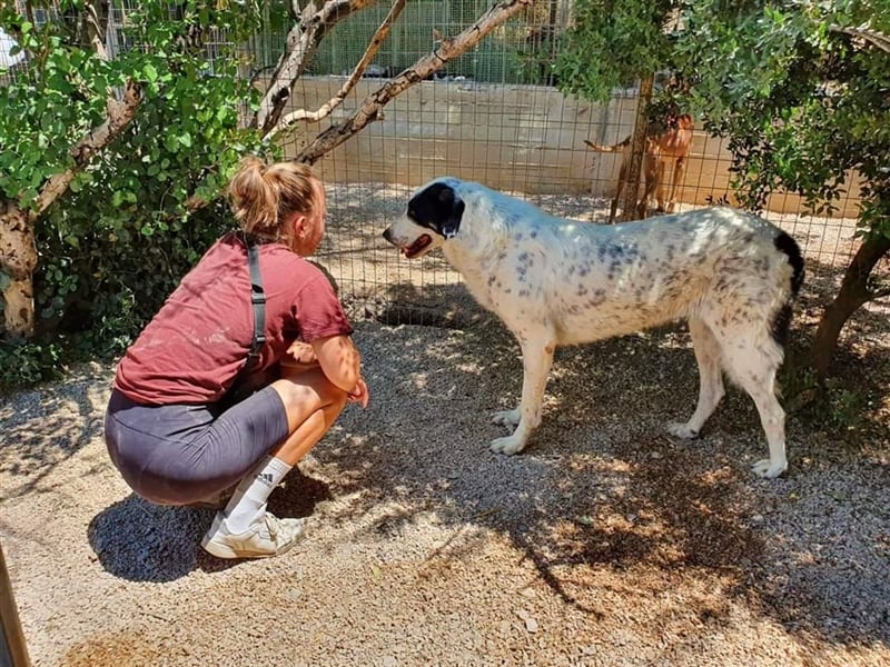 Herdenschutzhund Pirat