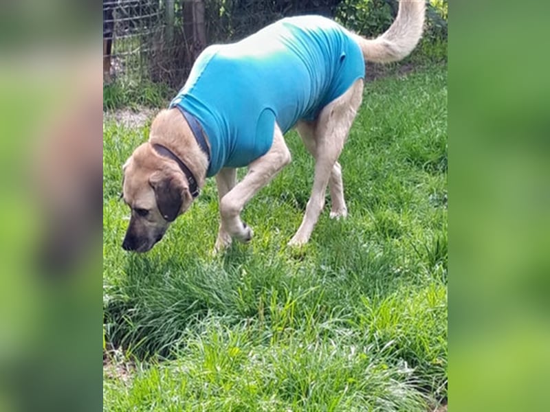 Chum *Paten gesucht*