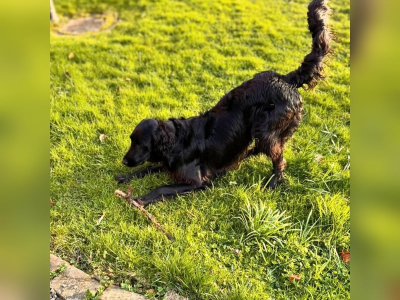 Jimmy - ist ein netter Junghund