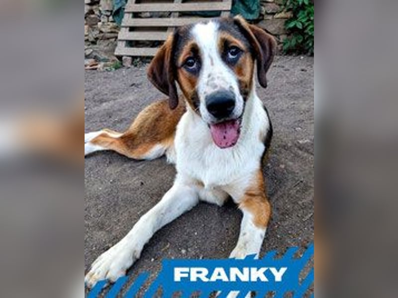 Franky