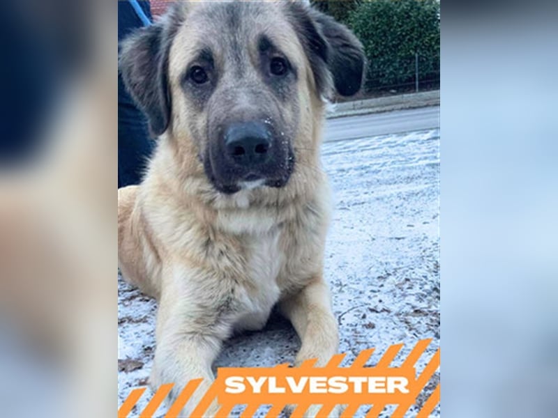 Sylvester