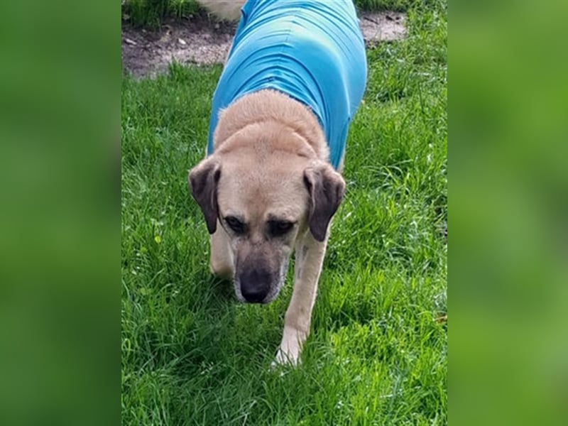 Chum *Paten gesucht*