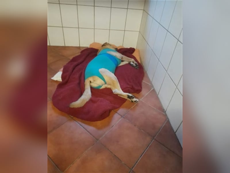 Chum *Paten gesucht*