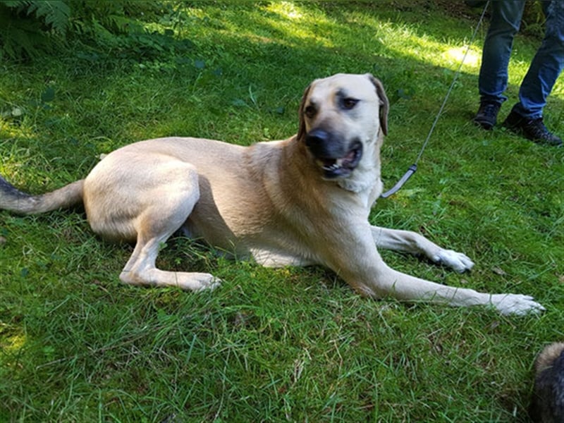 Chum *Paten gesucht*