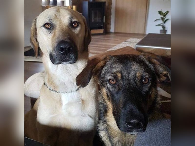 Chum *Paten gesucht*