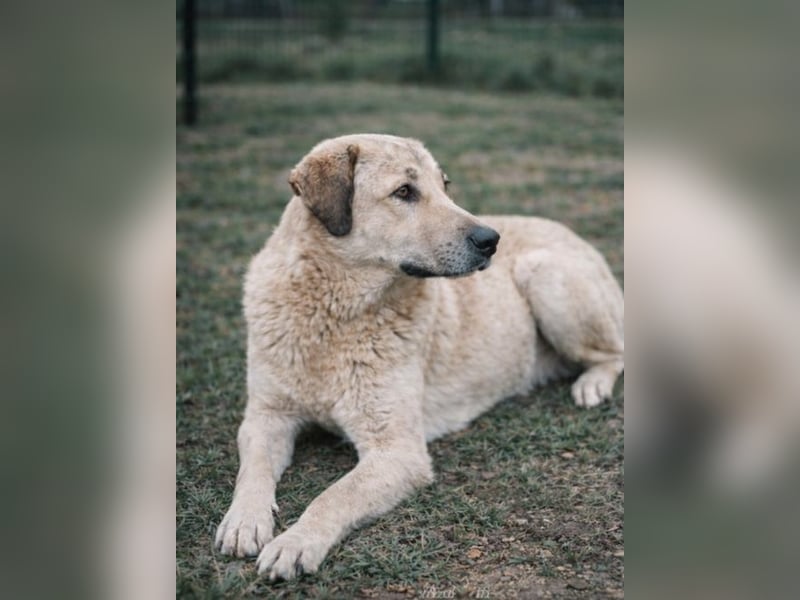Gino - Freundlicher Riese sucht Zuhause