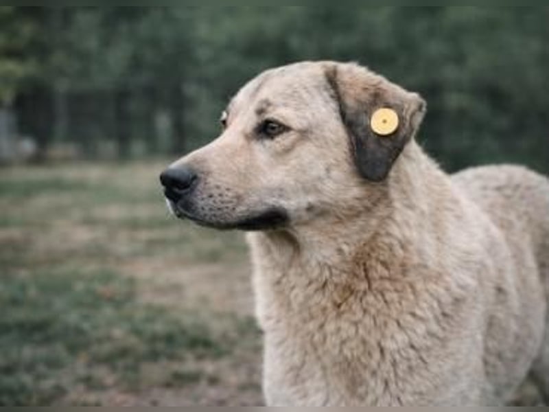 Gino - Freundlicher Riese sucht Zuhause