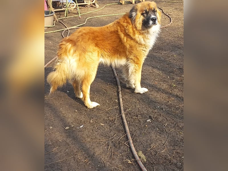 Ursu der Kuschelbär