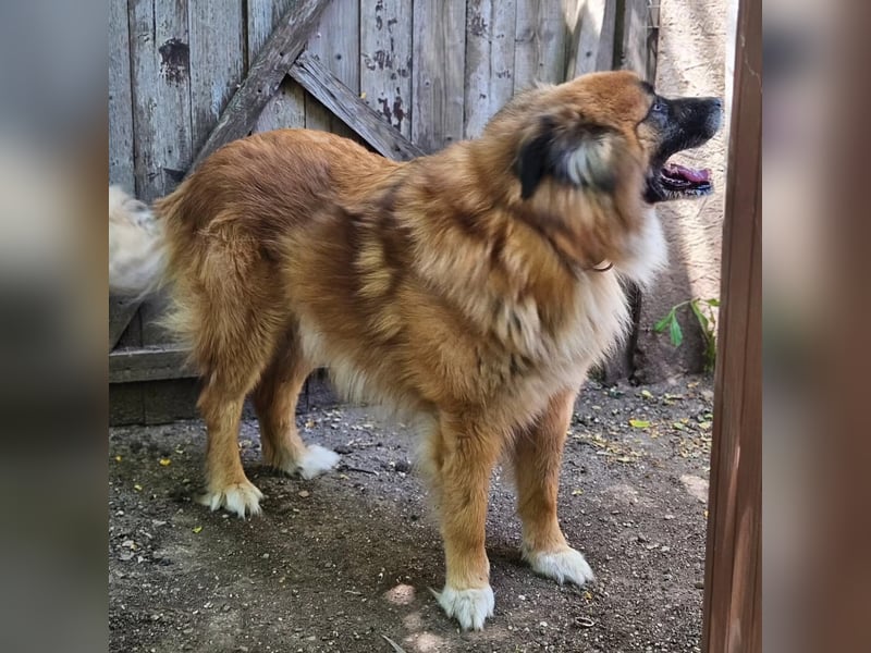 Ursu der Kuschelbär