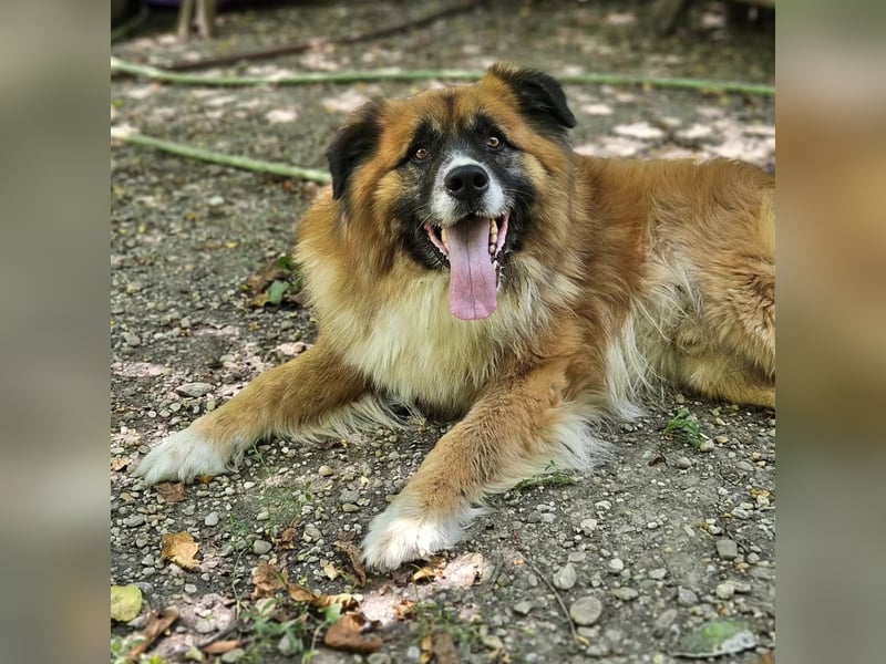 Ursu der Kuschelbär