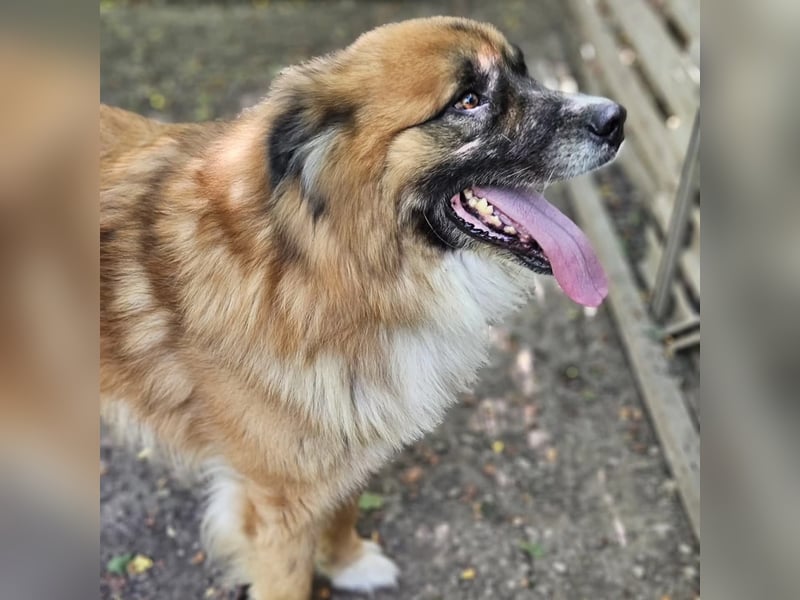 Ursu der Kuschelbär