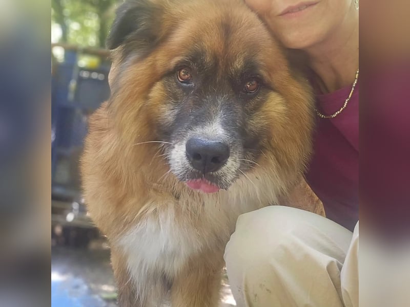 Ursu der Kuschelbär