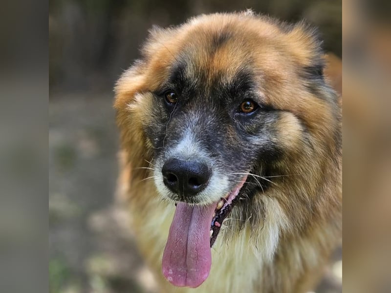 Ursu der Kuschelbär