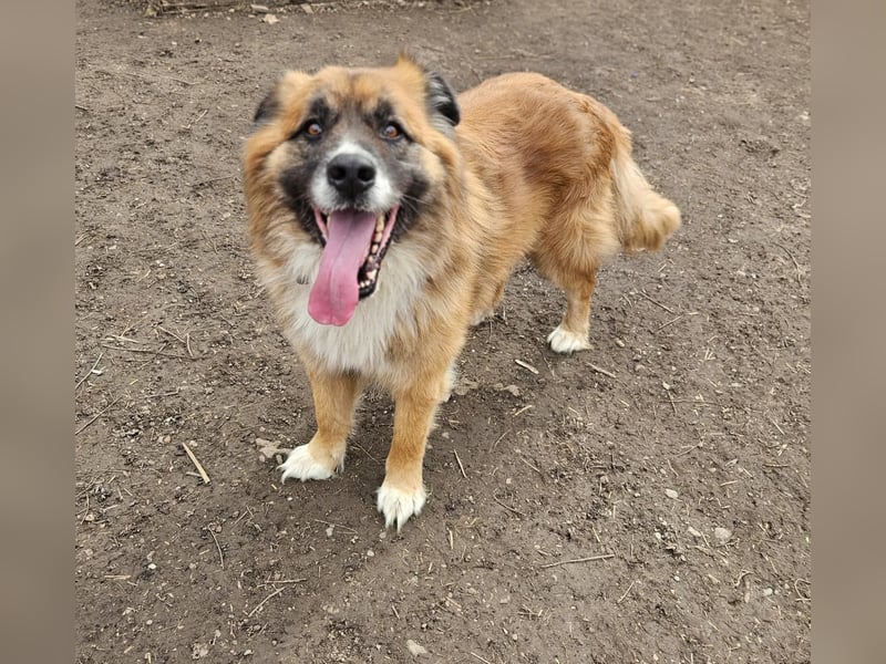 Ursu der Kuschelbär