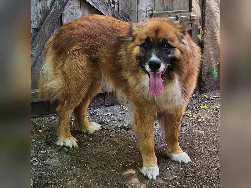 Ursu der Kuschelbär