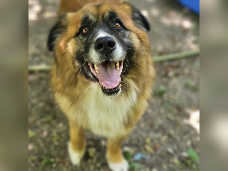 Ursu der Kuschelbär