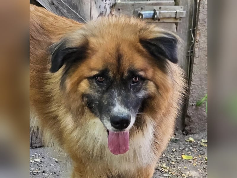 Ursu der Kuschelbär