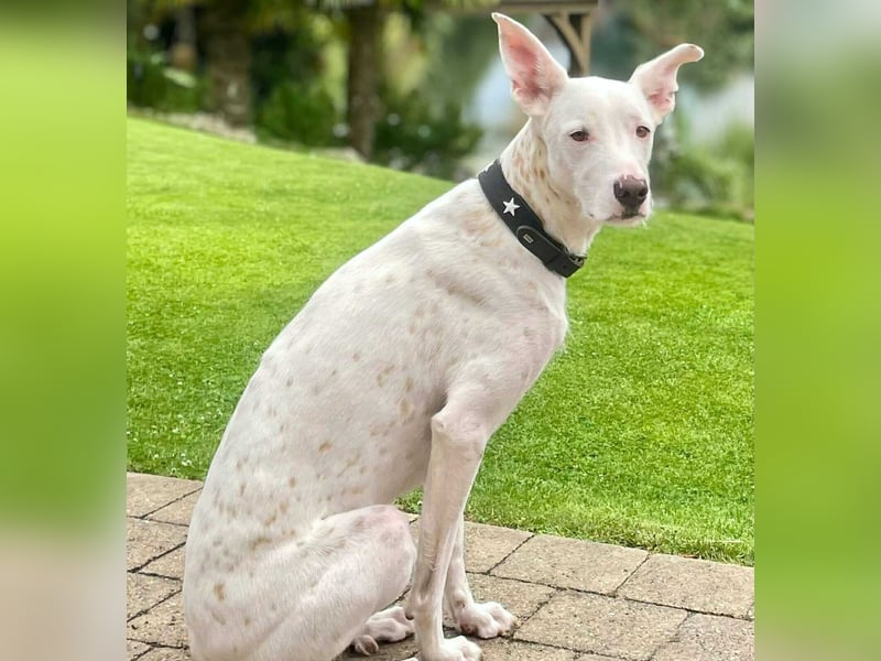 Zeno - eine Sportskanone