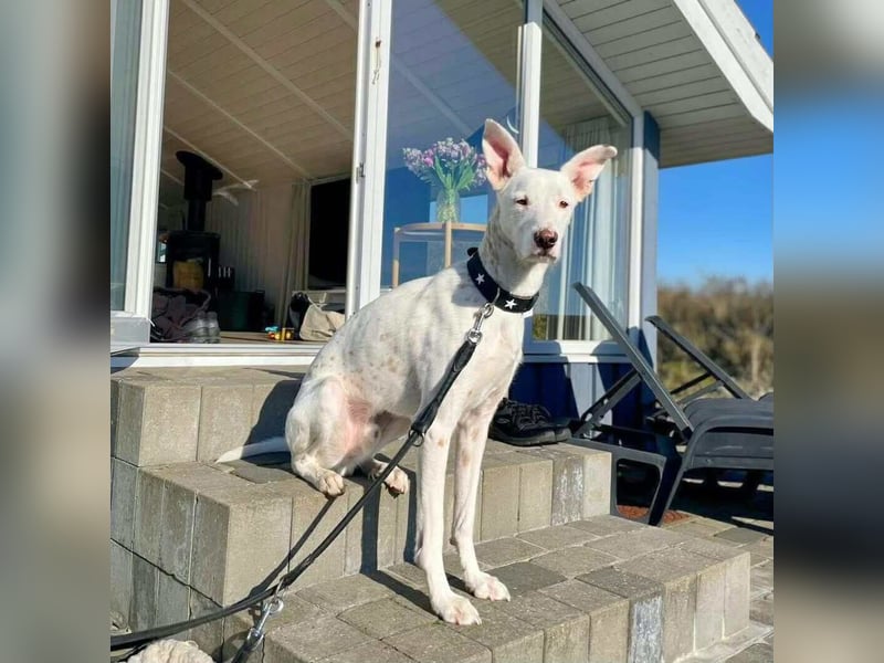 Zeno - eine Sportskanone