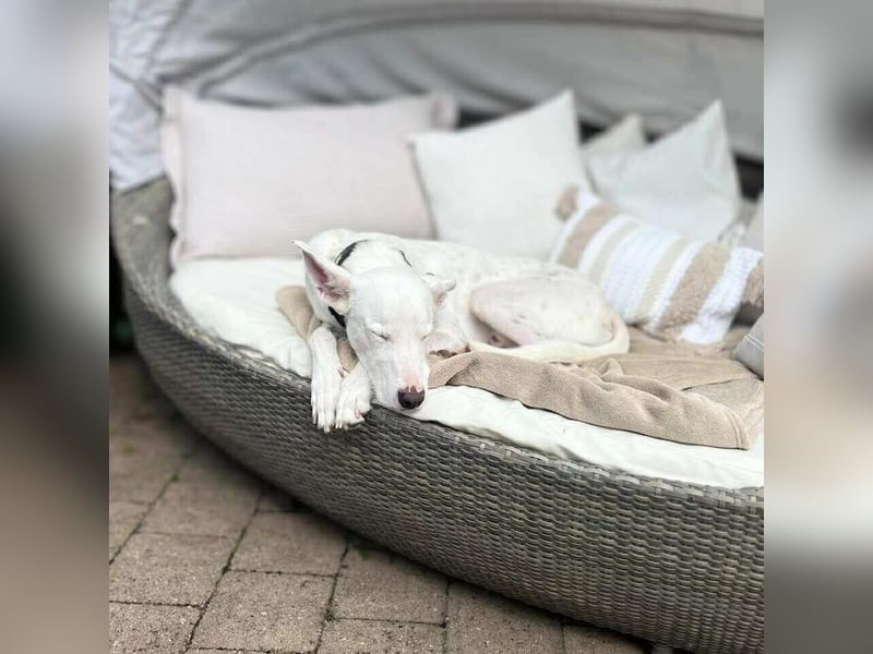 Zeno - eine Sportskanone