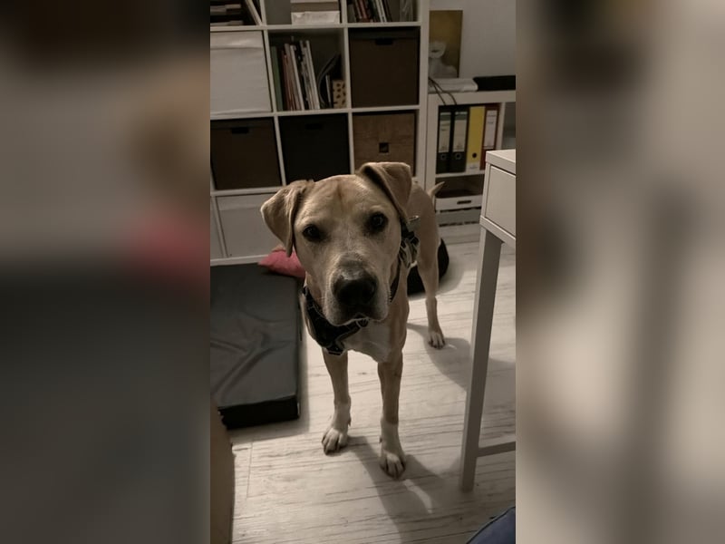 Wunderbarer Rüde sucht sein Zuhause