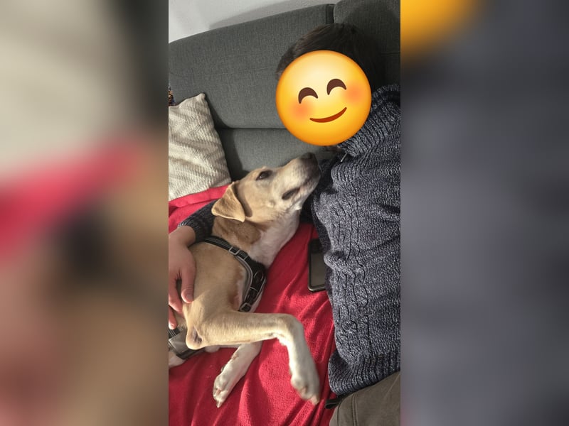 Wunderbarer Rüde sucht sein Zuhause