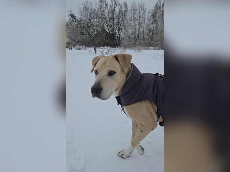 Wunderbarer Rüde sucht sein Für-immer-Zuhauserr