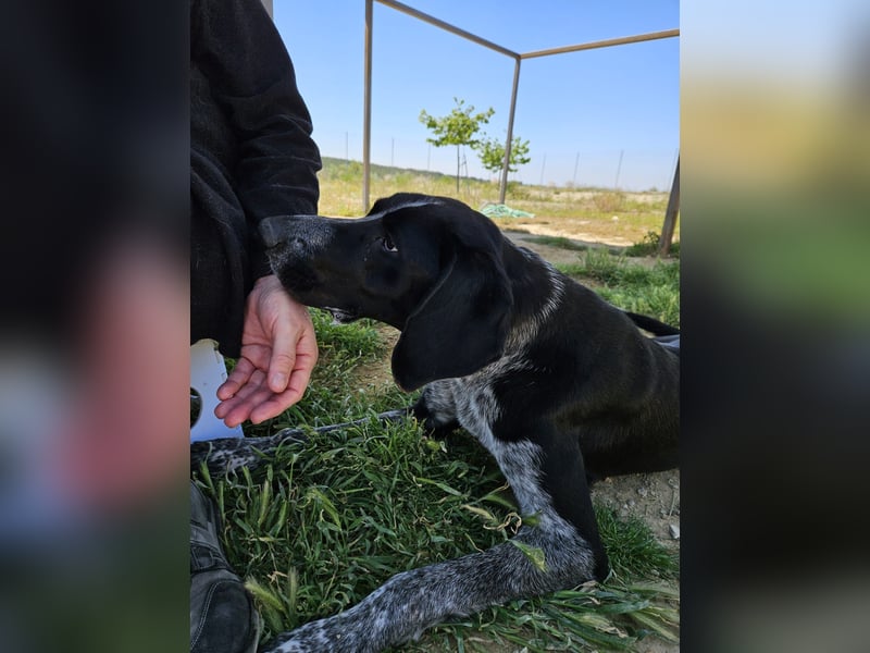 CARMELA-Lebensfreude auf 4 Pfoten-lebensfroh, sozial versteht sich bestens mit Mensch und Hund