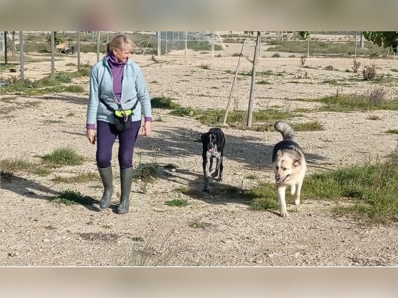 CARMELA-Lebensfreude auf 4 Pfoten-lebensfroh, sozial versteht sich bestens mit Mensch und Hund