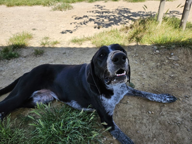 CARMELA-Lebensfreude auf 4 Pfoten-lebensfroh, sozial versteht sich bestens mit Mensch und Hund