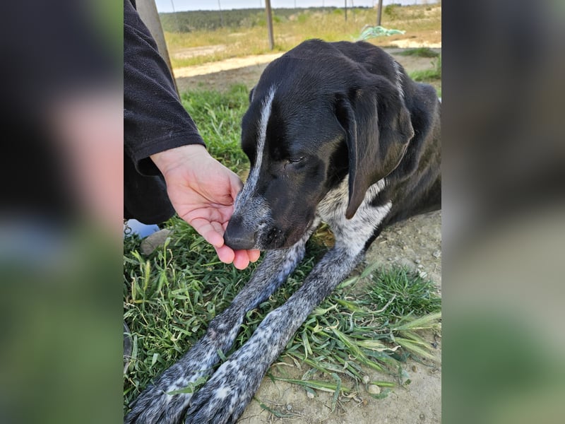 CARMELA-Lebensfreude auf 4 Pfoten-lebensfroh, sozial versteht sich bestens mit Mensch und Hund