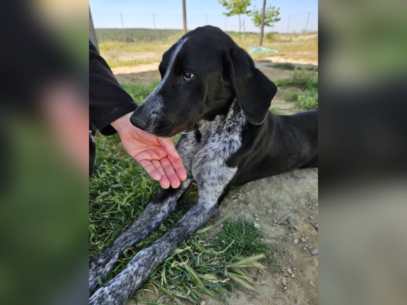 CARMELA-Lebensfreude auf 4 Pfoten-lebensfroh, sozial versteht sich bestens mit Mensch und Hund