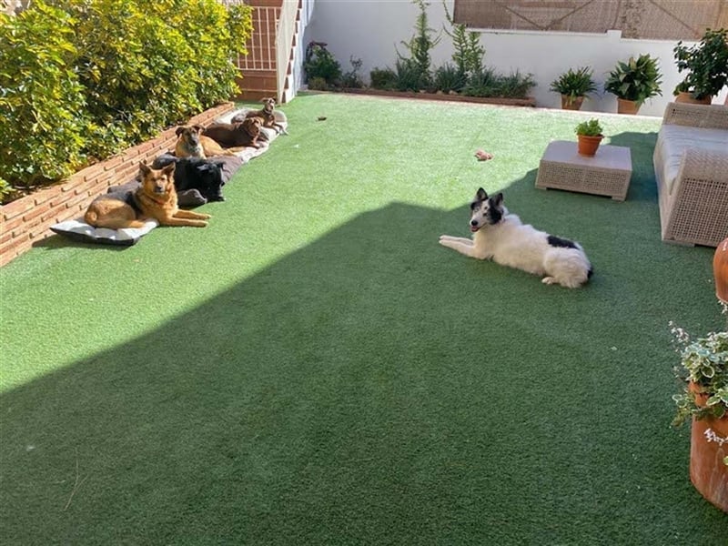 Gerardito - Unser kleiner “Großer” mit dem Herz aus Gold!