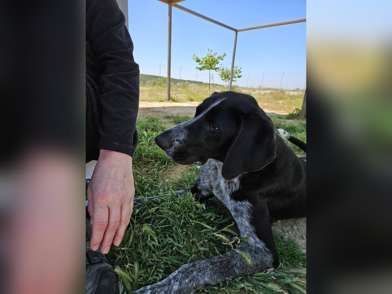 CARMELA-Lebensfreude auf 4 Pfoten-lebensfroh, sozial versteht sich bestens mit Mensch und Hund