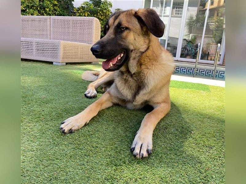 Gerardito - Unser kleiner “Großer” mit dem Herz aus Gold!