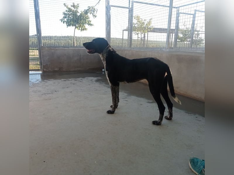 CARMELA-Lebensfreude auf 4 Pfoten-lebensfroh, sozial versteht sich bestens mit Mensch und Hund