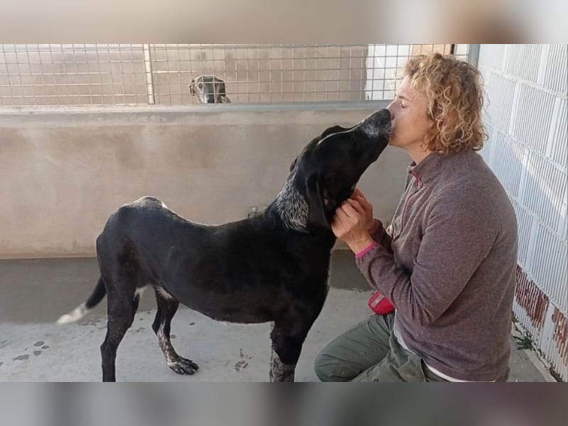 CARMELA-Lebensfreude auf 4 Pfoten-lebensfroh, sozial versteht sich bestens mit Mensch und Hund