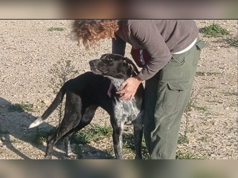 CARMELA-Lebensfreude auf 4 Pfoten-lebensfroh, sozial versteht sich bestens mit Mensch und Hund