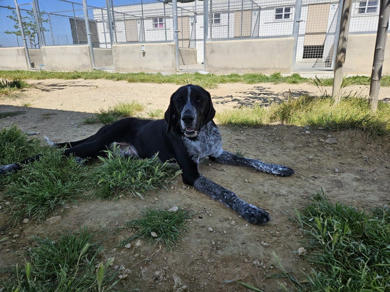 CARMELA-Lebensfreude auf 4 Pfoten-lebensfroh, sozial versteht sich bestens mit Mensch und Hund