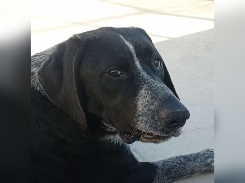 CARMELA-Lebensfreude auf 4 Pfoten-lebensfroh, sozial versteht sich bestens mit Mensch und Hund