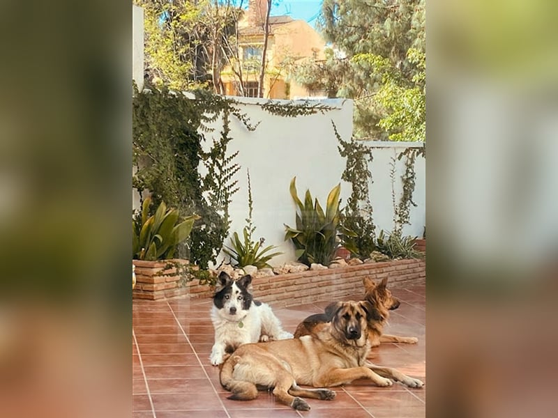 Gerardito - Unser kleiner “Großer” mit dem Herz aus Gold!