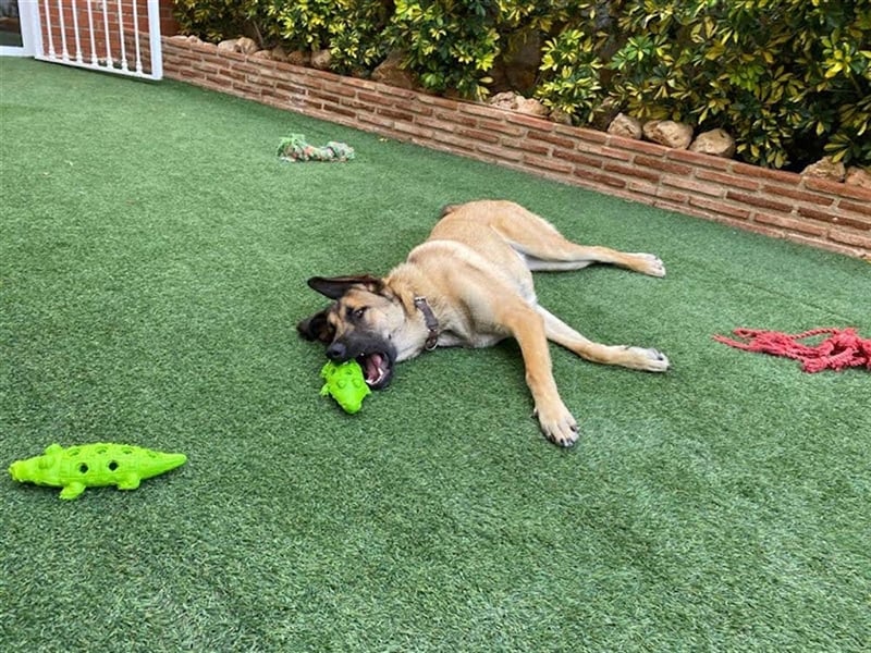 Gerardito - Unser kleiner “Großer” mit dem Herz aus Gold!