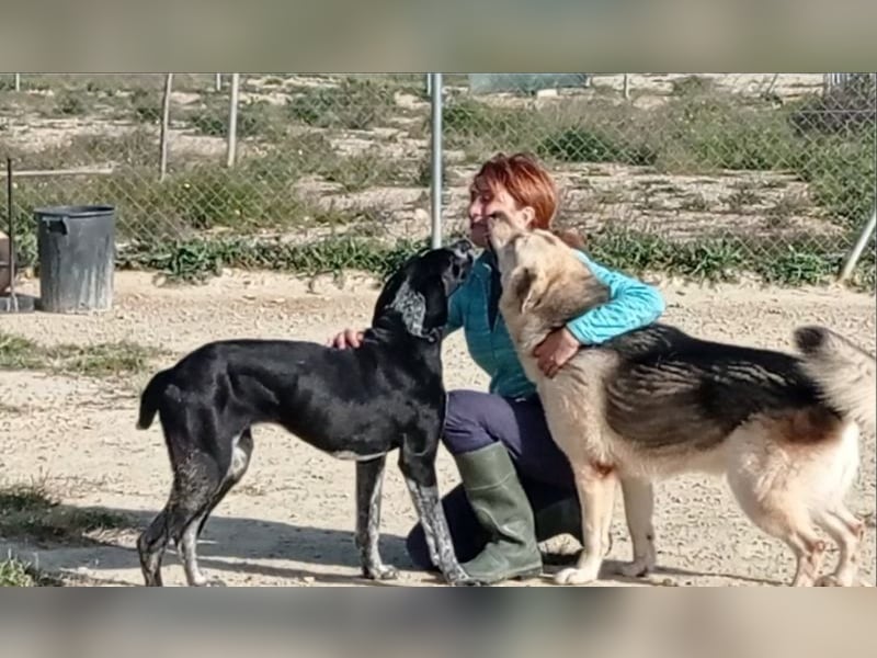 CARMELA-Lebensfreude auf 4 Pfoten-lebensfroh, sozial versteht sich bestens mit Mensch und Hund