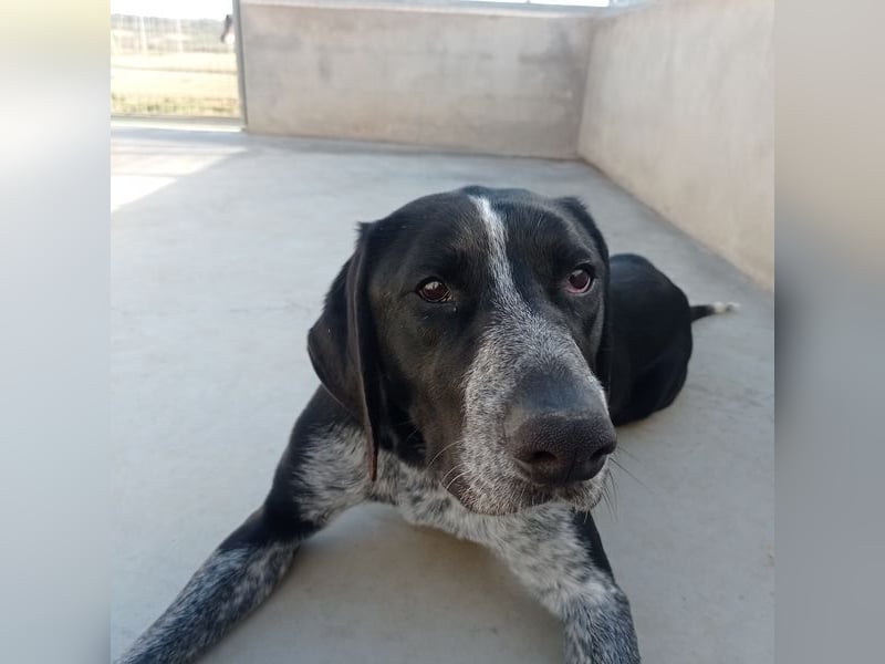 CARMELA-Lebensfreude auf 4 Pfoten-lebensfroh, sozial versteht sich bestens mit Mensch und Hund