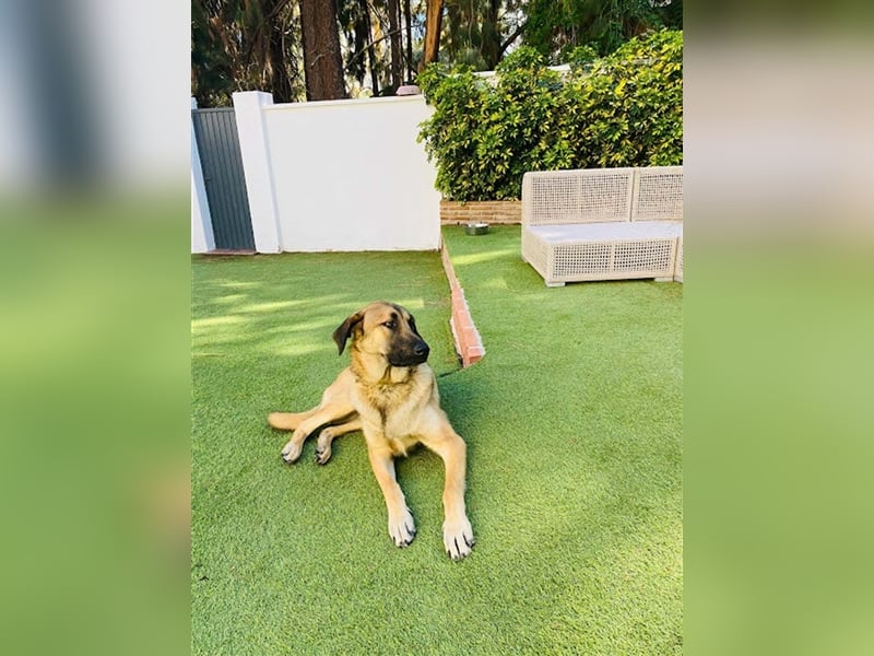 Gerardito - Unser kleiner “Großer” mit dem Herz aus Gold!